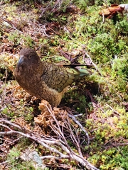 Nestor notabilis