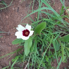 Hibiscus aethiopicus ovatus