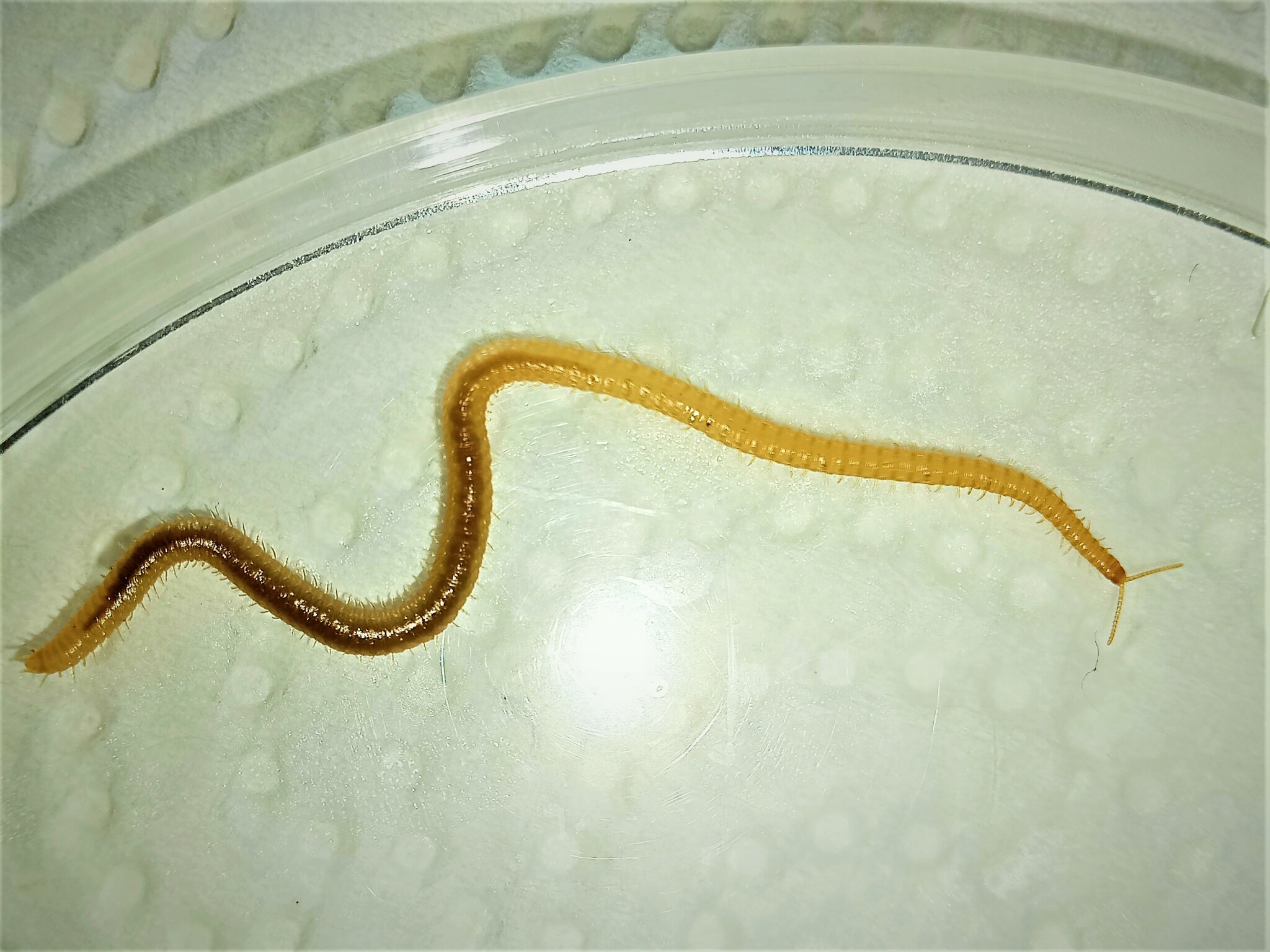 Henia athenarum Pocock, 1891