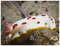 Goniobranchus splendidus