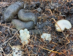 Pseudaneitea