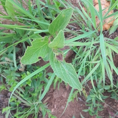 Hibiscus aethiopicus ovatus