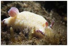 Goniobranchus aureopurpureus