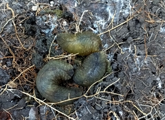 Pseudaneitea
