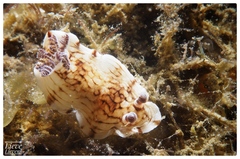 Aphelodoris varia