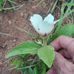 Hibiscus aethiopicus ovatus