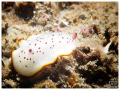 Goniobranchus daphne