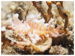 Phyllodesmium poindimiei