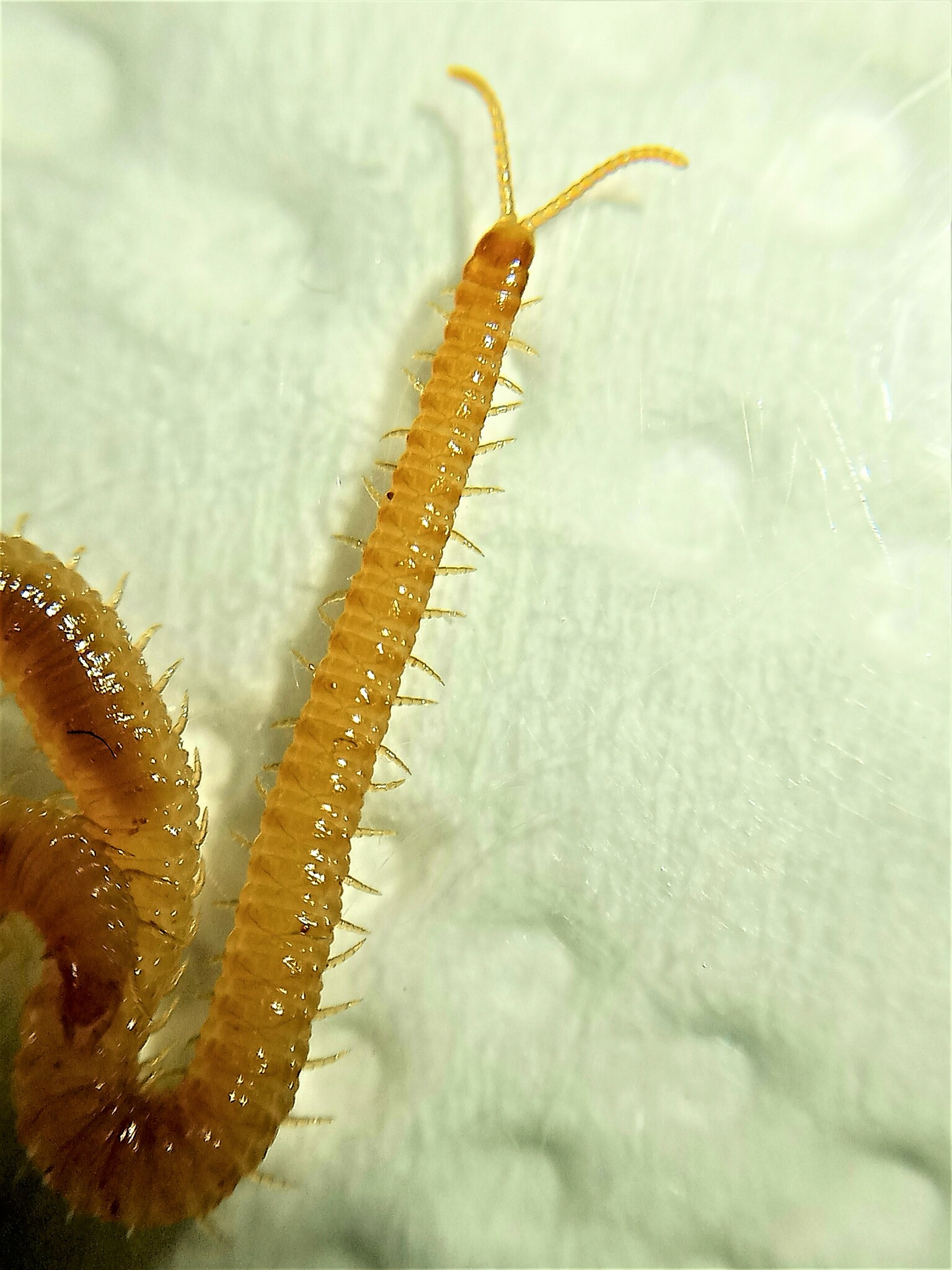 Henia athenarum Pocock, 1891