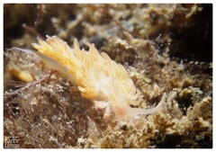 Phyllodesmium