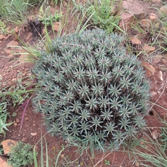 Euphorbia pulvinata
