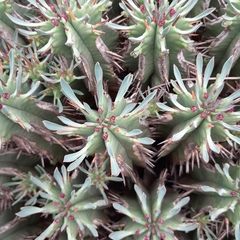 Euphorbia pulvinata