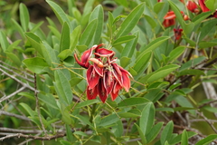 Erythrina crista-galli