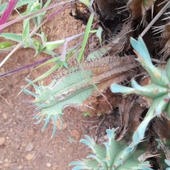 Euphorbia pulvinata