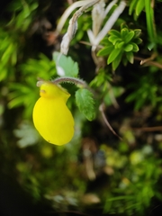 Calceolaria tripartita