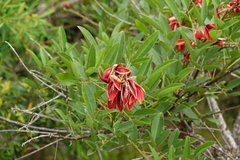 Erythrina crista-galli