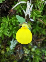 Calceolaria tripartita