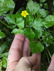 Ranunculus silerifolius