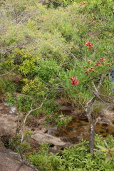 Erythrina crista-galli