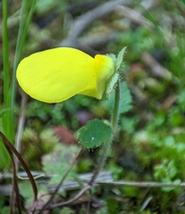 Calceolaria tripartita