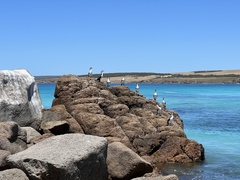 Phalacrocorax fuscescens