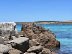 Phalacrocorax fuscescens