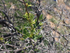 Vachellia karroo