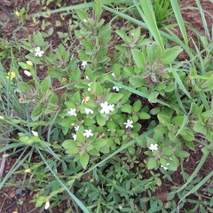 Dyschoriste burchellii