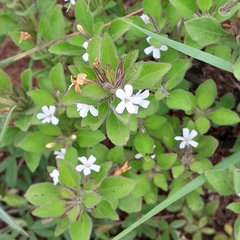 Dyschoriste burchellii