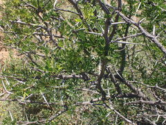Vachellia karroo