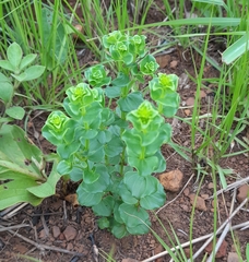 Sebaea sedoides