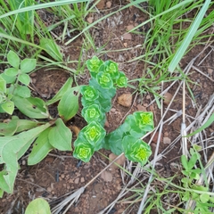 Sebaea sedoides