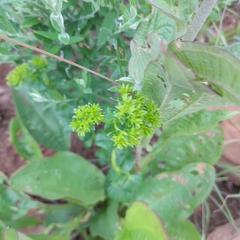 Sebaea sedoides