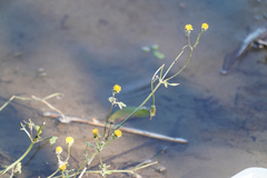 Bidens pilosa pilosa