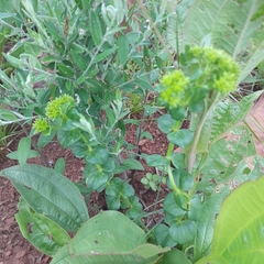 Sebaea sedoides