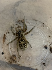 Tasmanicosa ramosa
