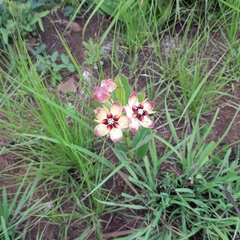 Pachycarpus concolor