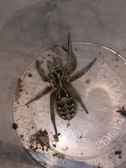 Tasmanicosa ramosa