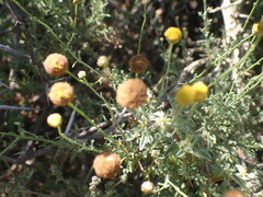 Pentzia incana