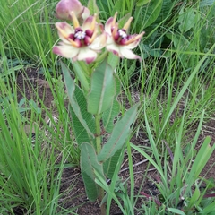Pachycarpus concolor