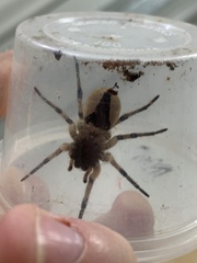 Tasmanicosa ramosa