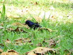 Molothrus bonariensis