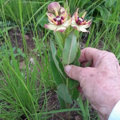 Pachycarpus concolor