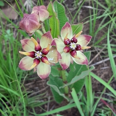 Pachycarpus concolor
