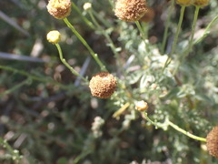 Pentzia incana