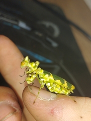 Callibia diana