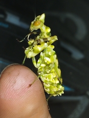 Callibia diana