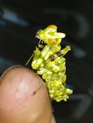 Callibia diana