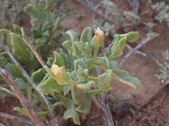 Mesembryanthemum aitonis