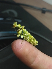 Callibia diana